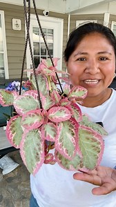3 Plantas de interior que debes tener en tu hogar crecen muy rápido #gardening | Ivet Suculentas y Mas Plantas