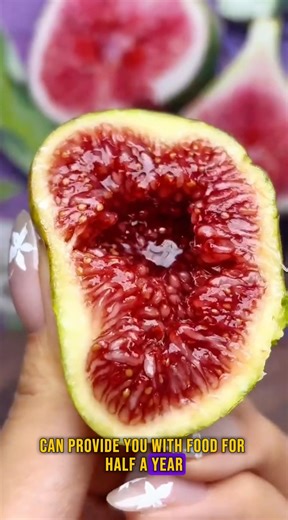 🍑 Super Giant Fig – Sweetness Beyond Imagination! 🌿✨ Bigger than ordinary figs, bursting with honey-sweet, peachy flavor 🍯. ✅ Bears fruit all year round – even in winter ✅ Extra-large, juicy, and irresistible ✅ Easy to grow – in pots or directly in the ground ✅ Hardy & fast-yielding – enjoy fruits the same year you plant 🌱 Add one to your garden and enjoy half a year of delicious harvests! 🎁 Special Offer: Buy 4, Get 1 FREE! ✈️ Worldwide Shipping 👉 Tap now and taste the future of figs! | S