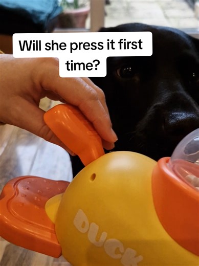 This looks fun, have you grabbed yours yet? The interactive duck feeder! Simply fill with treats & go. It was easy to put together, you just select the size top you want for volume of treats your using. I think we'll have have a few goes before ruby realises she has to press it 😆🐾