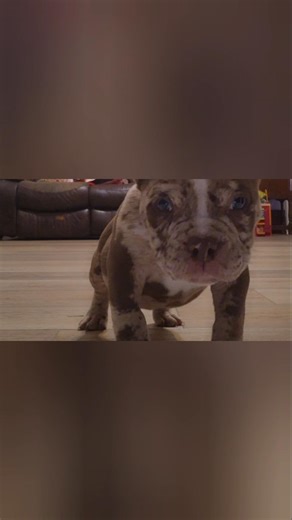 Funny Micro Bullies Playing 🤣 #microbully #mom #brothers #aunty