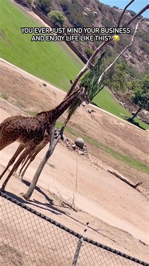You Ever Just Mind Your Business… 😂🦒 #youtubeshorts