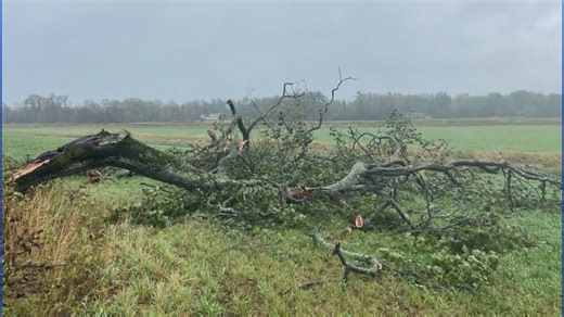 Local photographer laments fallen iconic tree due to Fiona