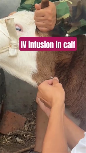 We Gave This Calf an IV Drip