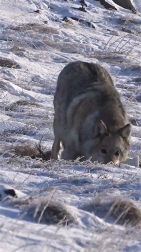 The wolf is hiding from me.