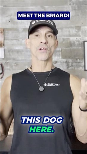 Briard: The Guardian Herding Dog You Didn’t Expect 🐺 #shorts