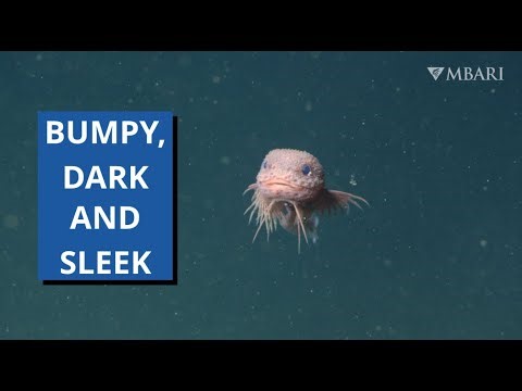 3 Snailfish Discovered Using Advanced Underwater Technology