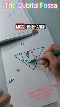 temporal Occipital mastoid process #anatomy #medicalstude