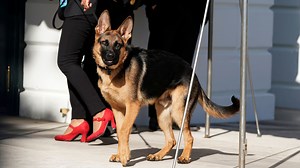 Biden's dog Commander is out of the White House