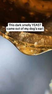 7.6K views | Your dog's dirty ears may have an unexpected root cause - an unwell gut! This is exactly why millions have turned to a remarkable new dog probiotic chew that has gathered over 25,000 5 star reviews  | PetLab Co. | Facebook