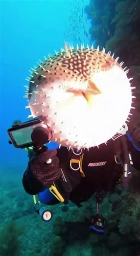 水中でフグが爆発する