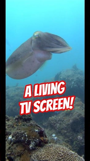 CUTTLEFISH: NATURE'S INSTANT CAMOUFLAGE!