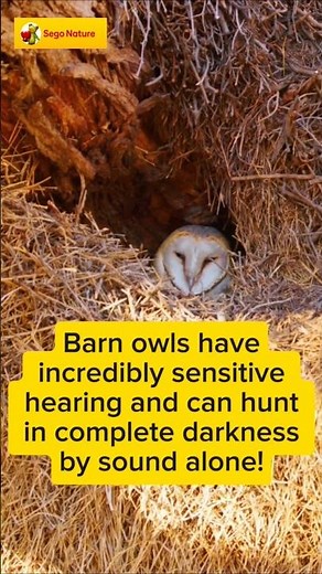 Barn Owl Sounds 🦉(A Owl Inside Its Nest On A Tree)