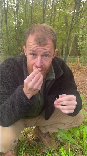 Wild garlic is out!