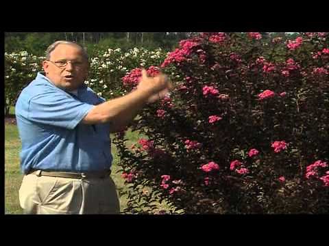 Delta jazz Crape Myrtle