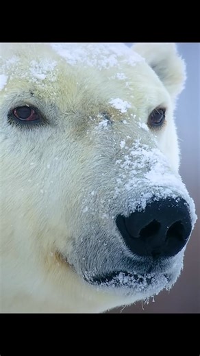 32K views · 4.9K reactions | Canada's top predators Face-to-face Rulers of Forest vs King of Ice | Wondersofjungle | Facebook