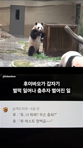 후이바오가 갑자기 벌떡 일어나 춤추자 벌어진 일 #SHORTS
