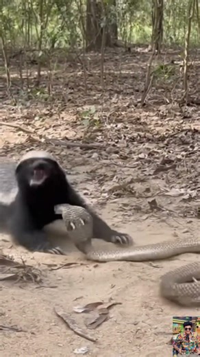 Honey Badger vs Cobra Fearless Jungle Fight