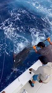 4 months world tour gap 175 one year yard period, travelled over 10k miles for warranty work. BC43 one year off ECM malfunction on the way out on the 43 Dead boat for two hours. Got it going and headed towards Royal Charlotte. Had two hours to fish With 15 min left, let go a fat/round/thick/tall 800 Brazilian blue with a Sat Tag by professor @pedro.ccastilho. Yeah, this is what we do. | Bad Company Fishing Adventures