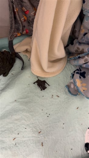 The little pitter-patters of this Mexican free-tailed bat were the sweetest start to our day 🦇💛 Her breakfast excitement was absolutely contagious! It’s bat appreciation month and we are incredibly grateful to not only work with these animals through rescue and rehabilitation but to be a voice for them. Bats are incredibly misunderstood and we hope to show the amazing side of them and bust myths and fear. How do you feel about bats?? 💕🦇 #batappreciationmonth #bat #bats #halloween #batlover #