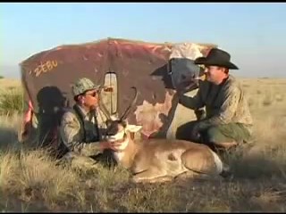 Antelope hunt with cow blind/ decoy