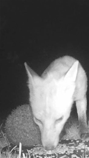 #Shorts - Why Is Hedgy Always In The Way! #talltreesnaturereserve #nature #funnyanimals #foxes