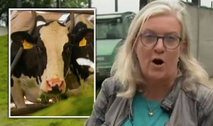 Countryfile viewers infuriated by ‘unacceptable’ cow segment
