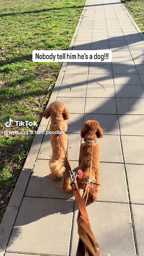 The Main Character Energy of Toy Poodles