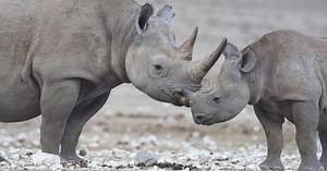 Celebrate Earth Day with 12 Stories About the Environment | Duke Today