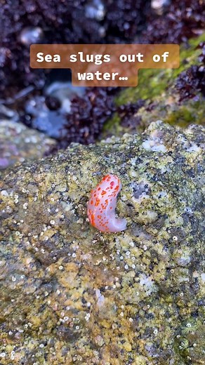Exploring the Colorful World of Nudibranchs