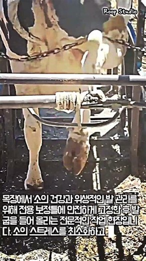 목장 소 발굽 관리 전용 보정틀 작업 현장 #worker #process #cow #hoof #farm