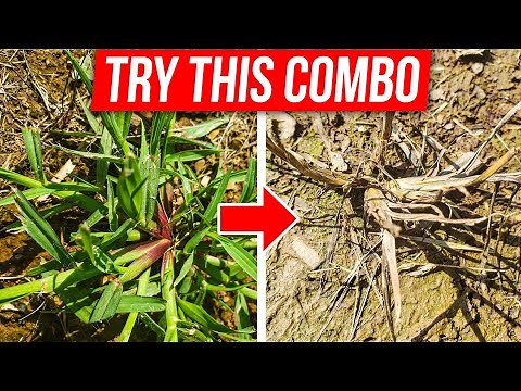 Weed Control Combo for Crabgrass, Dallisgrass, Nutsedge, and More - Kill the Weeds But Not the Grass