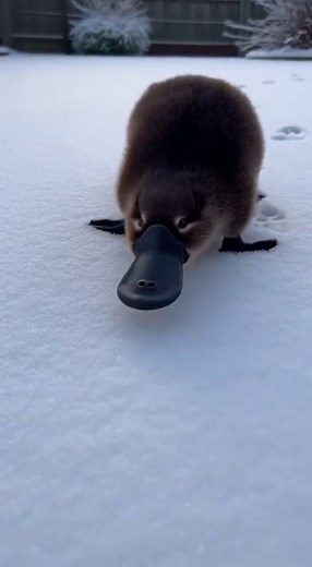 #Platypus #foruyou #yfp #cute