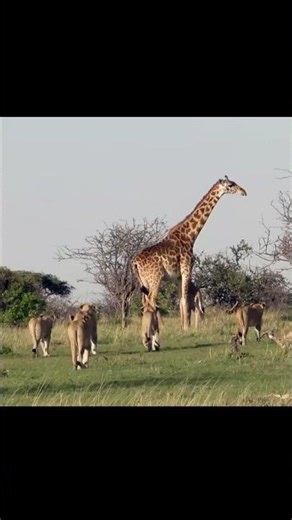 Courageous Mother Giraffe Defends Her Baby from Lion Attack | Inspiring Wildlife Encounter