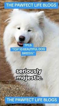 🐶✨TOP 10 BEAUTIFUL DOG BREEDS ❤️Beauty comes in many forms.#unitedstates#thepawfectlifeblogs#povdogs