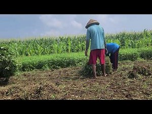 Pulling Peanuts from the Ground – Simple and Powerful Farming