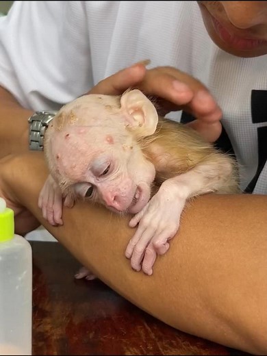 Urgent Care for Baby Monkey: Help His Recovery