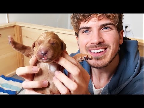 Meet My 1 Day Old Golden Retriever Puppies!