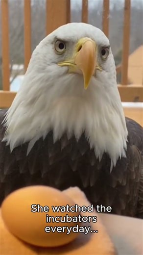 Dad helps a wild Bald Eagle become a mother. #baldeagle #wholesome #rescue
