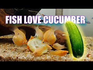 HOW to FEED CUCUMBER to molly fish