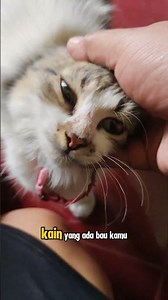 Tips for making your cat feel at home in a new home.