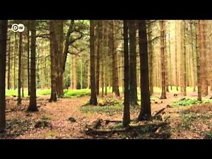 Die Waldbilder des deutschen Fotografen Michael Lange | Euromaxx