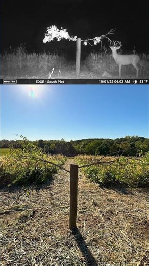 Do you hunt mock scrapes?