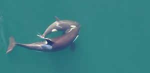 See resident killer whales like never before! New 4-min video highlights recent efforts to research the feeding behaviours of endangered resident killer whales in collaboration with scientists from the Marine Mammal Research Unit UBC (MMRU) and the Institute for the Oceans and Fisheries | Hakai Institute