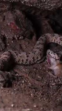 The Ultimate Showdown: Snake vs Rat