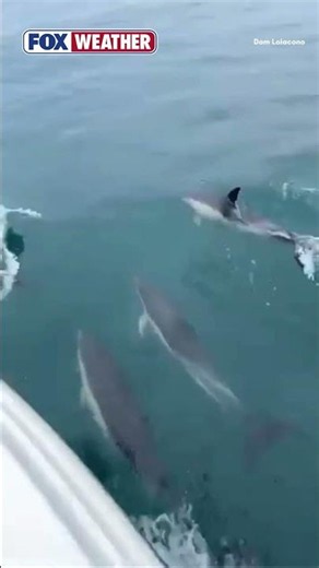 A Big Pod Of Dolphins Was Spotted Swimming Beside A Fishing Boat Off The Coast Of Montauk, New York