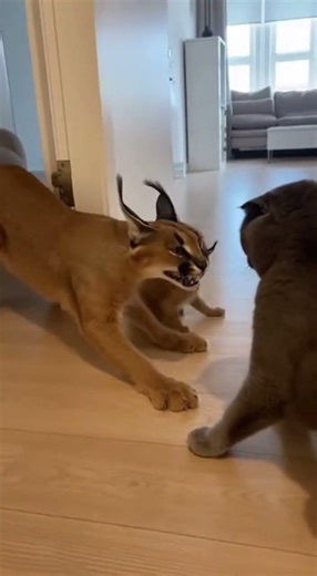 💢🐈 Protective Mom Cat Ends the Fight Fast