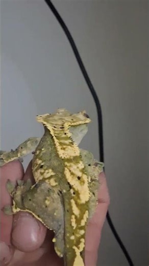 Funny Geckos #CrestedGecko #ReptileShorts #FunnyPets #Laserpets #Geckos #HarlequinPartialPinstripe