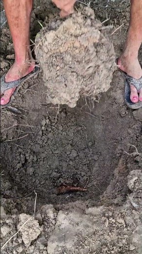 The easiest way to move trees/plants from one place to another #short #plantation