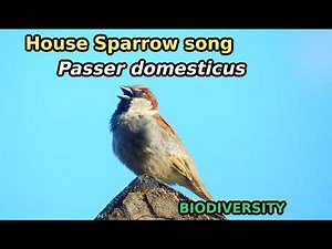 House Sparrow Singing Loudly 🐦 Natural Bird Sounds in the City