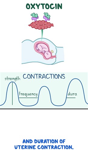 Oxytocin is produced by the hypothalamus and released by the posterior pituitary gland. It plays a role in childbirth, lactation, and sexual behavior. Clinical uses for oxytocin include induction of labor, strengthening contractions during labor, controlling postpartum hemorrhage, and managing an incomplete or inevitable abortion. Watch the full video to learn more about oxytocin: http://spkl.io/6188Aw53m | Osmosis from Elsevier